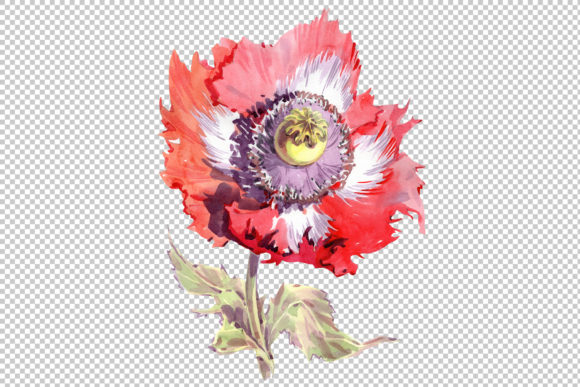 Big Red Poppy Flower PNG Watercolor Set & Illustrations