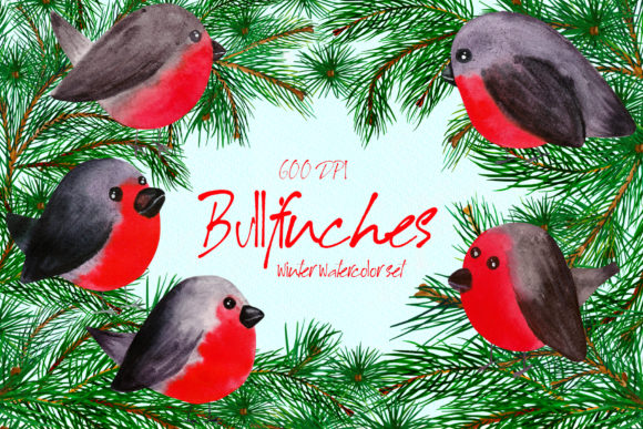 Bullfinches Watercolor Set Illustrations Review