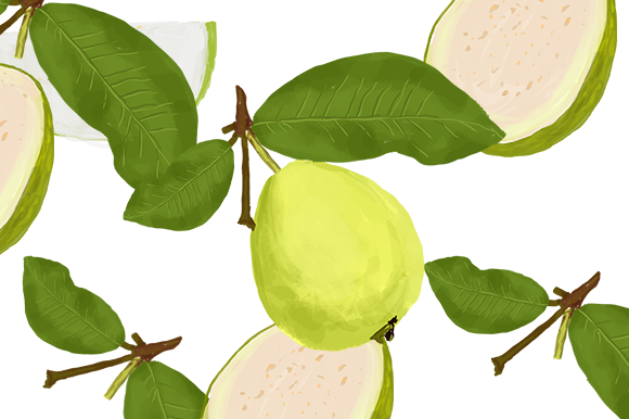 Guava Watercolor Illustrations for Crafters