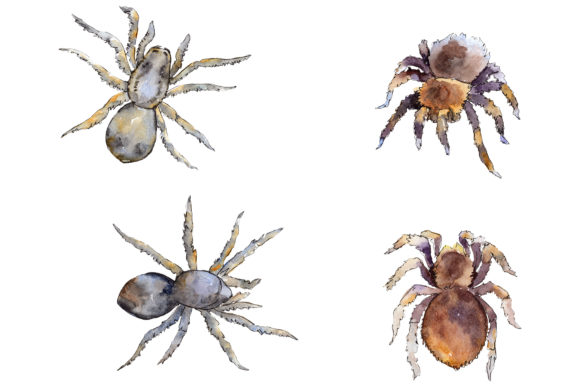 Tarantula Watercolor PNG & Illustrations