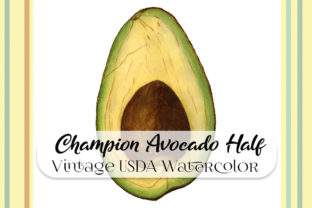 Vintage Champion Avocado Half Watercolor Illustrations
