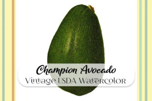 Vintage Champion Avocado Watercolor Illustrations