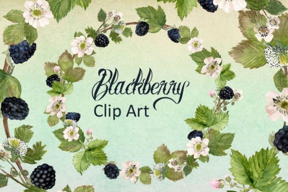Watercolor Blackberries Clip Art & Illustrations