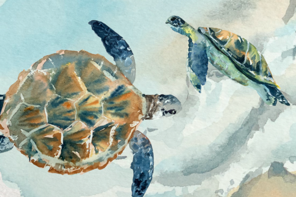 Watercolor Sea Turtle Life Cycle Illustrations